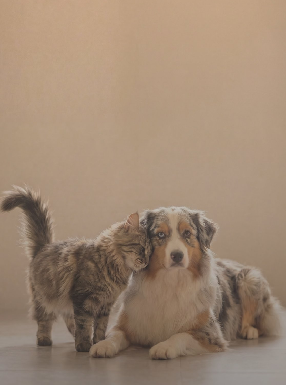WellWhisker pet wellness app